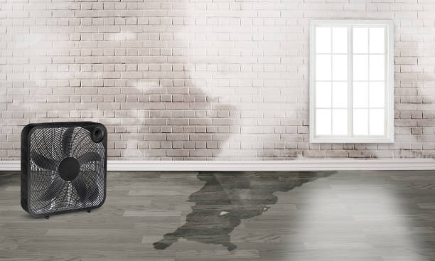 Best Ceiling water damage repair  in Waynesboro, MS